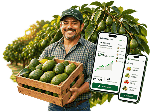 Agricultor con una caja de aguacates y la subasta en el móvil